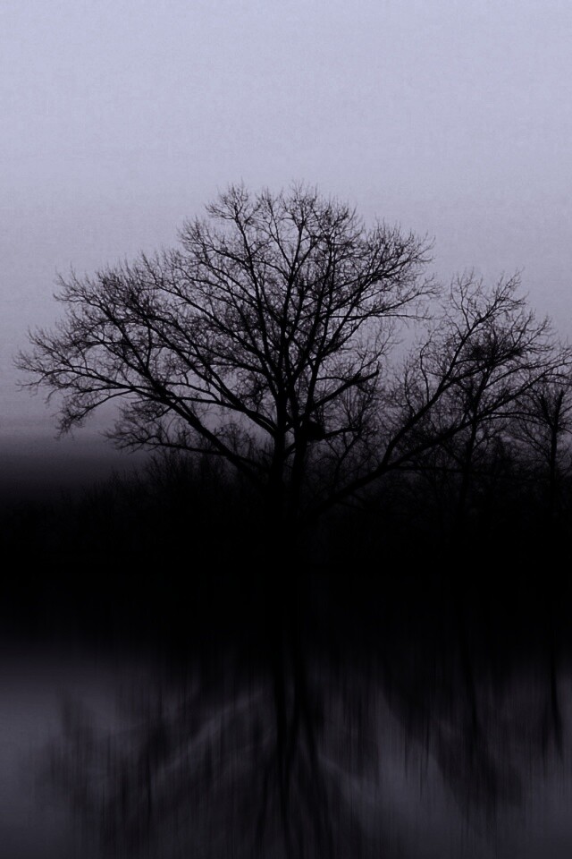 Деревья при закате обои