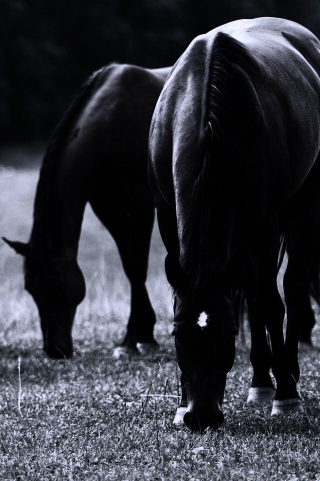 Время пощипать травку обои