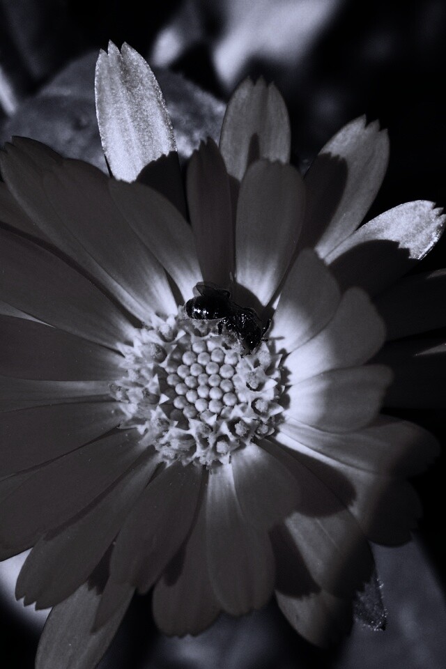 Оса на цветке обои