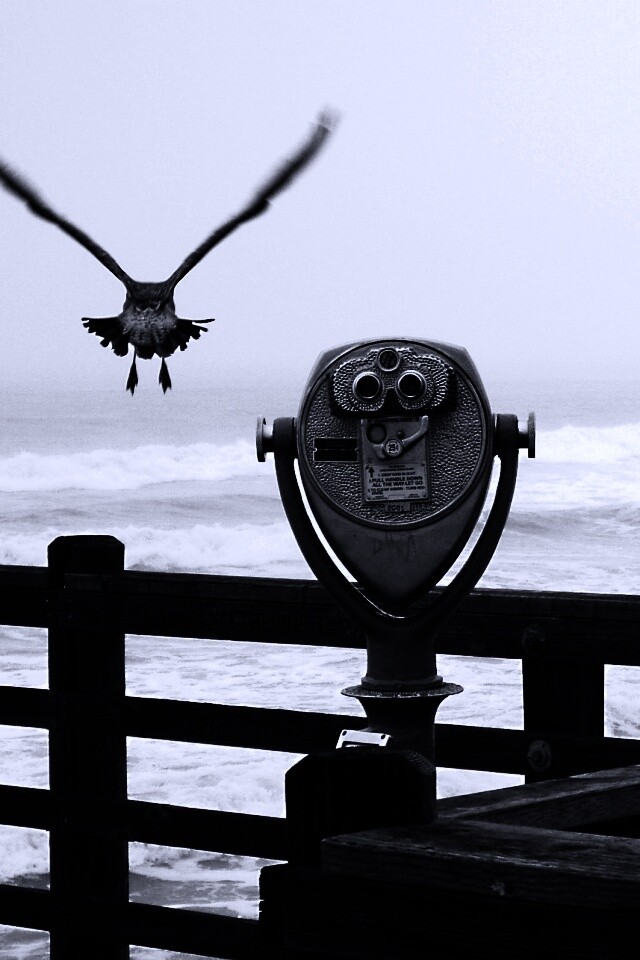 Чайки на перилах пирса обои