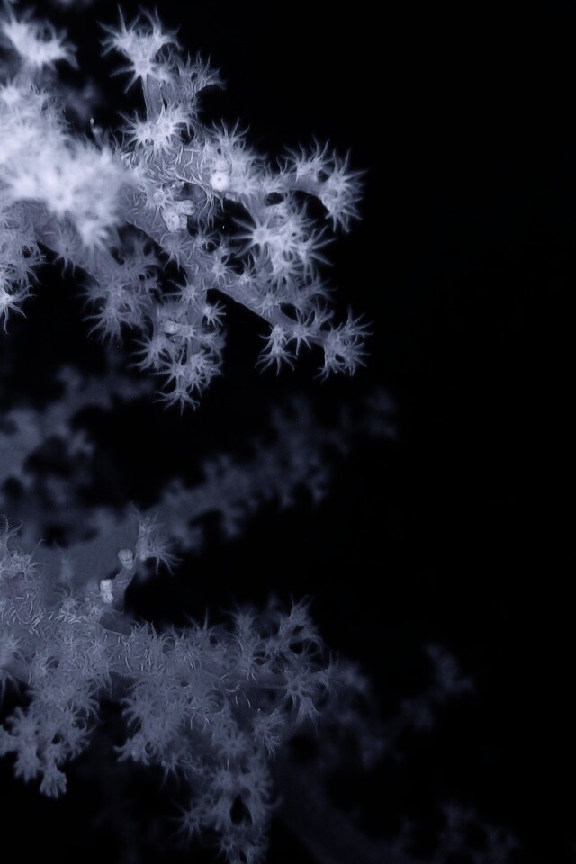 Кораллы обои