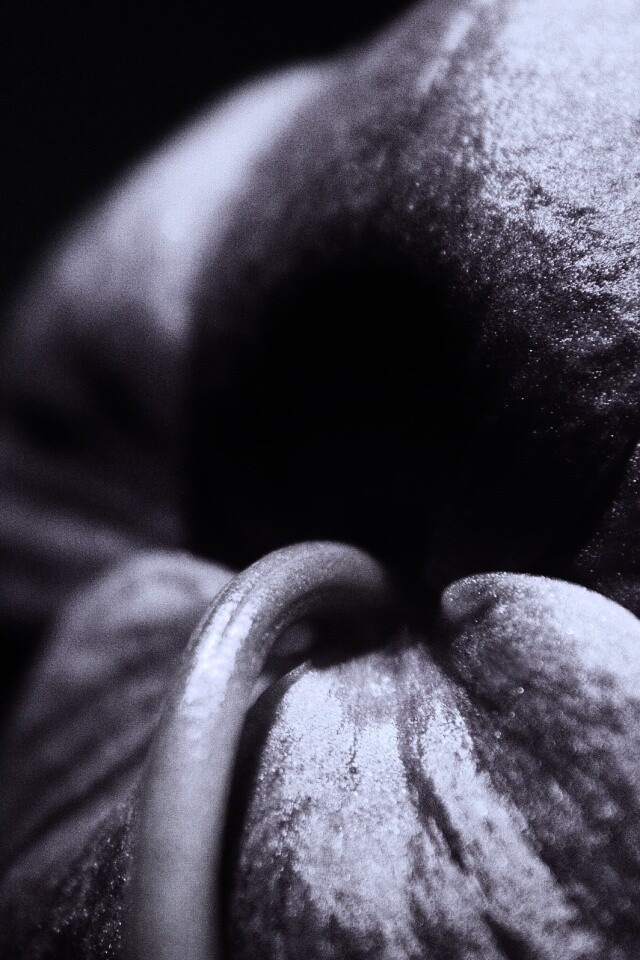 Розовый стебель обои