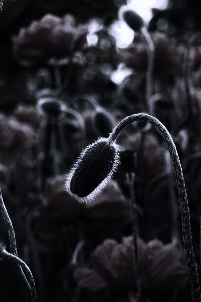 Бутон среди цветов обои