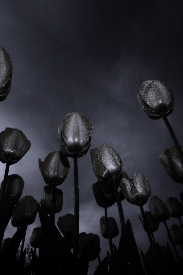 Жёлтые тюльпаны обои