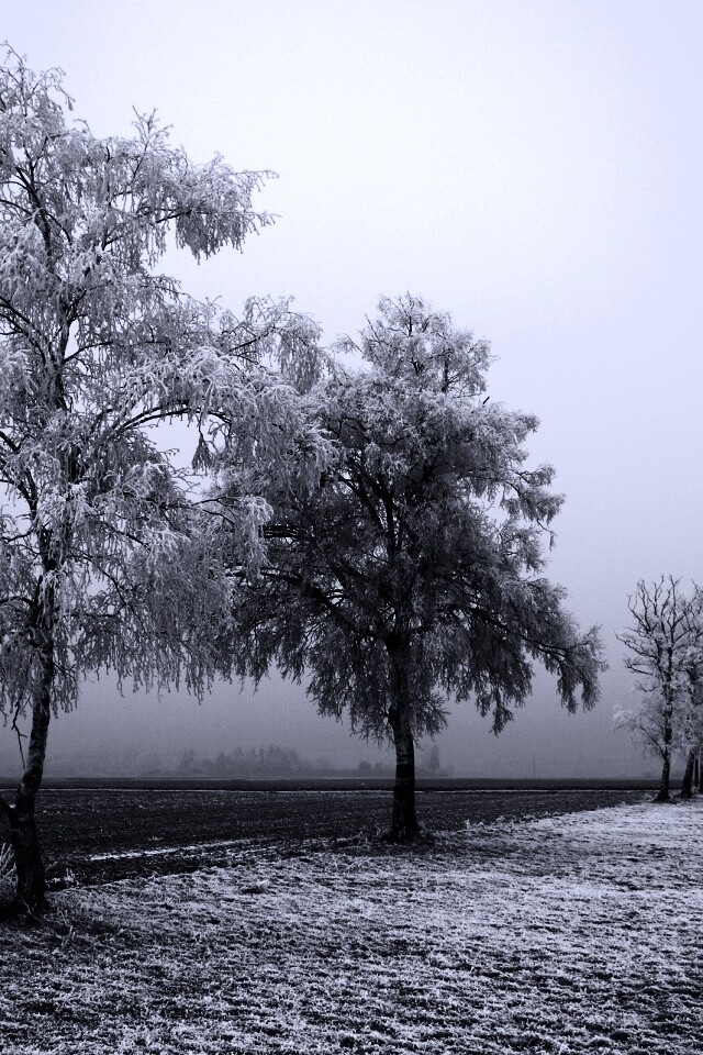 Первый снег обои