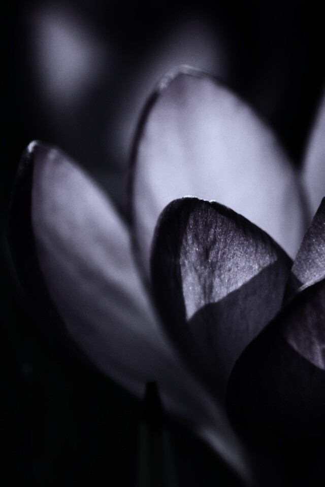 Фиолетовый крокус обои