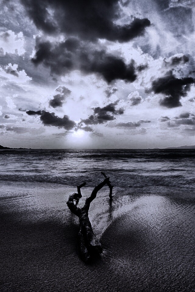 Коряга на пляже обои