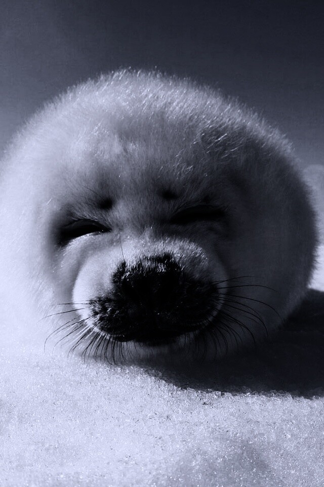 Тюлень-колобок обои