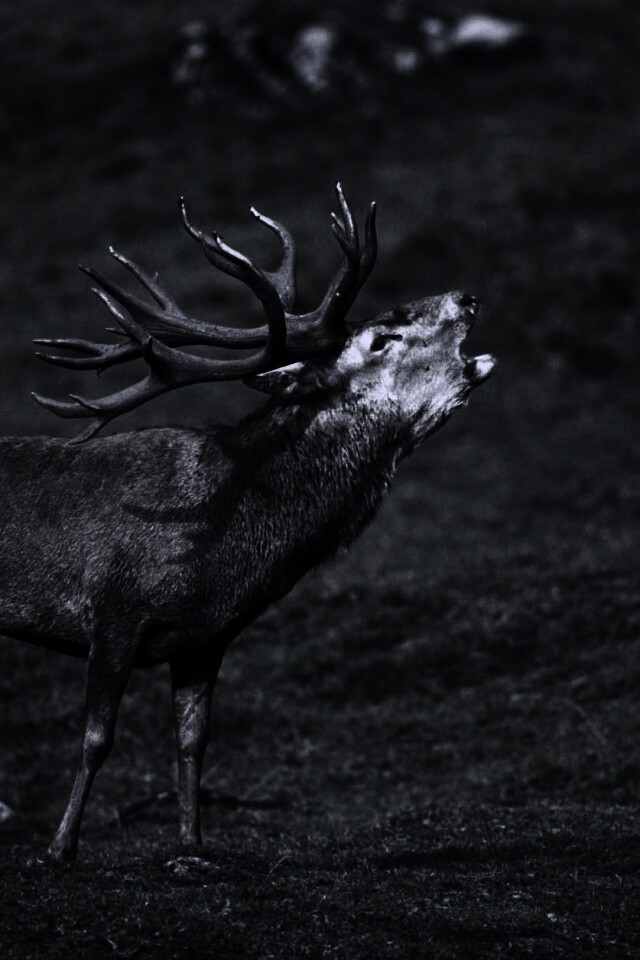 Лось зовёт сородичей обои