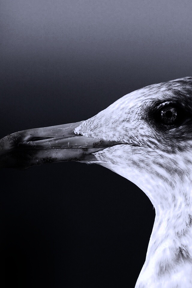 Птичка с длинным клювом обои