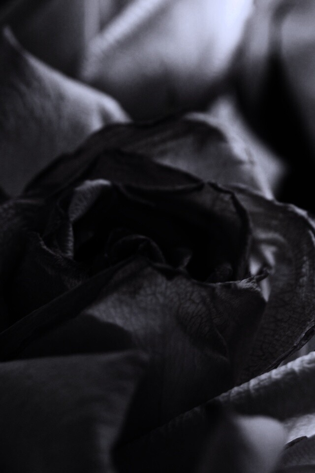 Увядающая роза обои