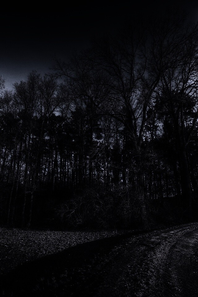 Дорога в лес обои