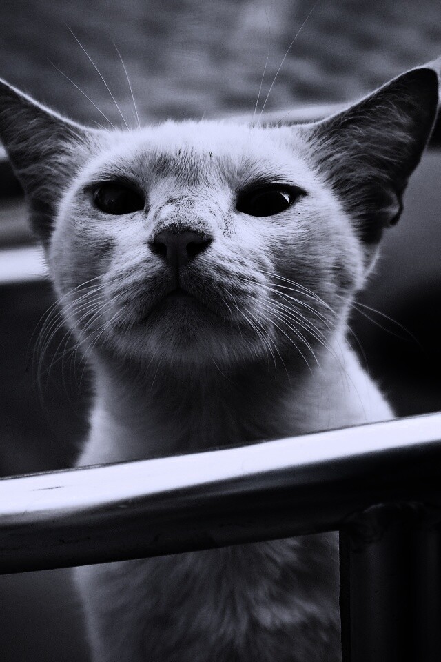 Настороженно принюхивающийся кот обои