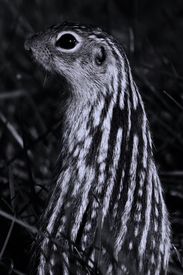 Сурок в стойке обои