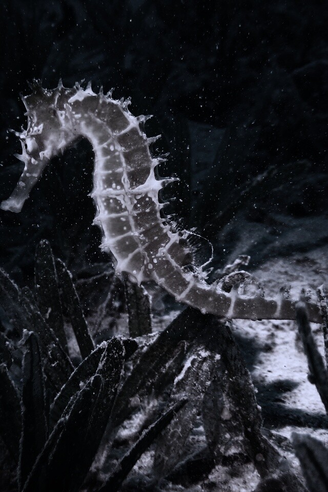 Морской конек обои