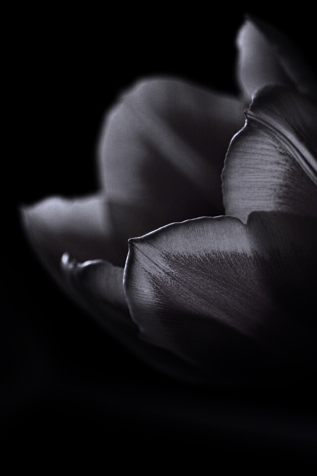 Тюльпаны в темноте обои