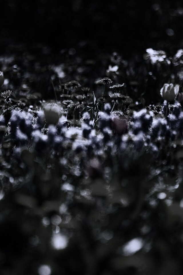 Все краски весны обои