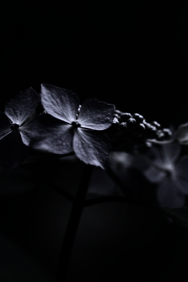 Нежно-синие цветы обои