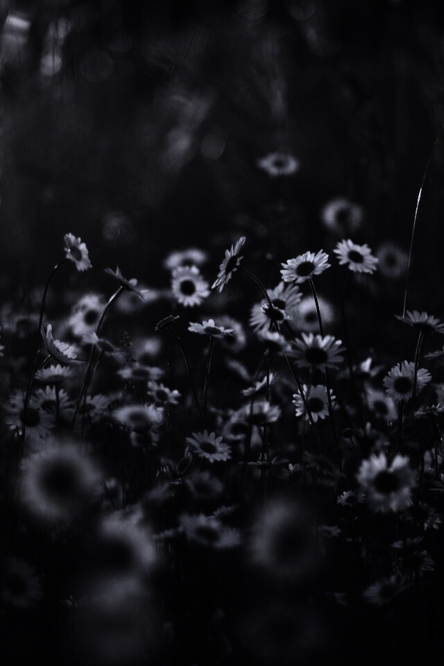 Поле ромашек обои