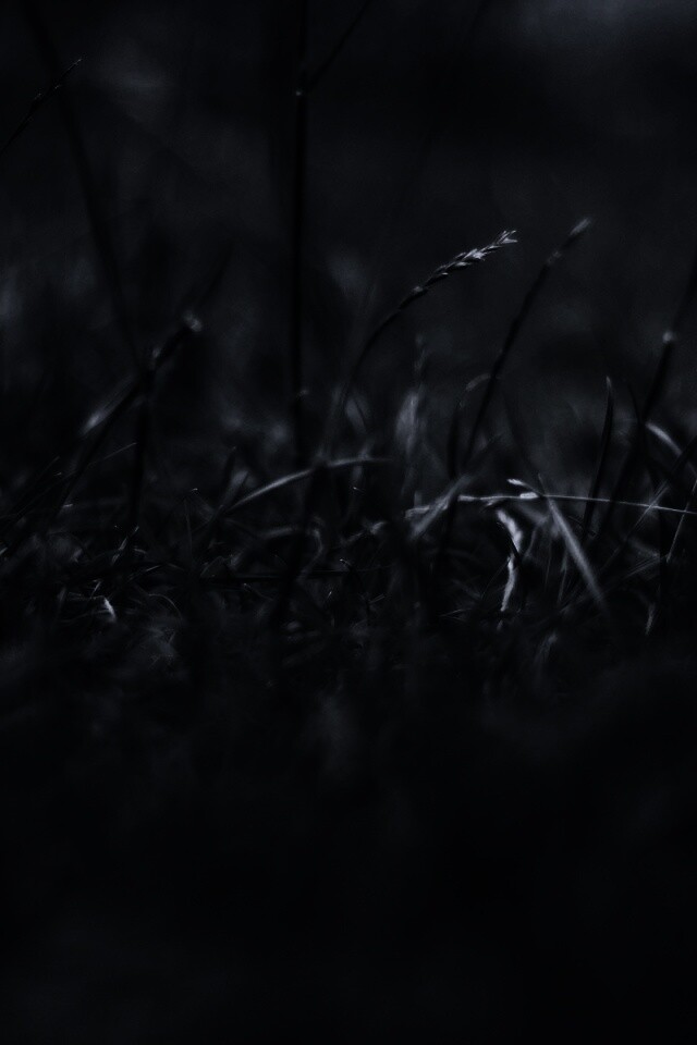 Трава в макро режиме обои