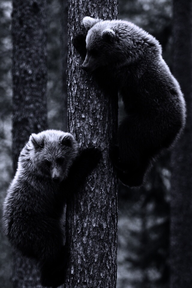 Медвежата обои