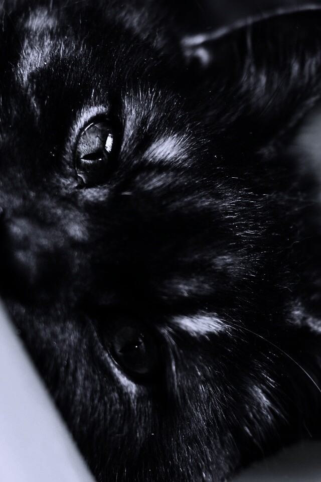 Глаза и уши обои