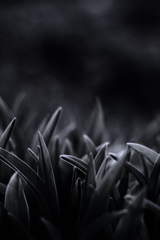 Сочная нежная трава обои