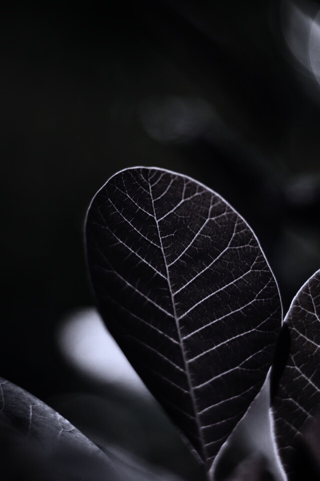 Красные листья обои