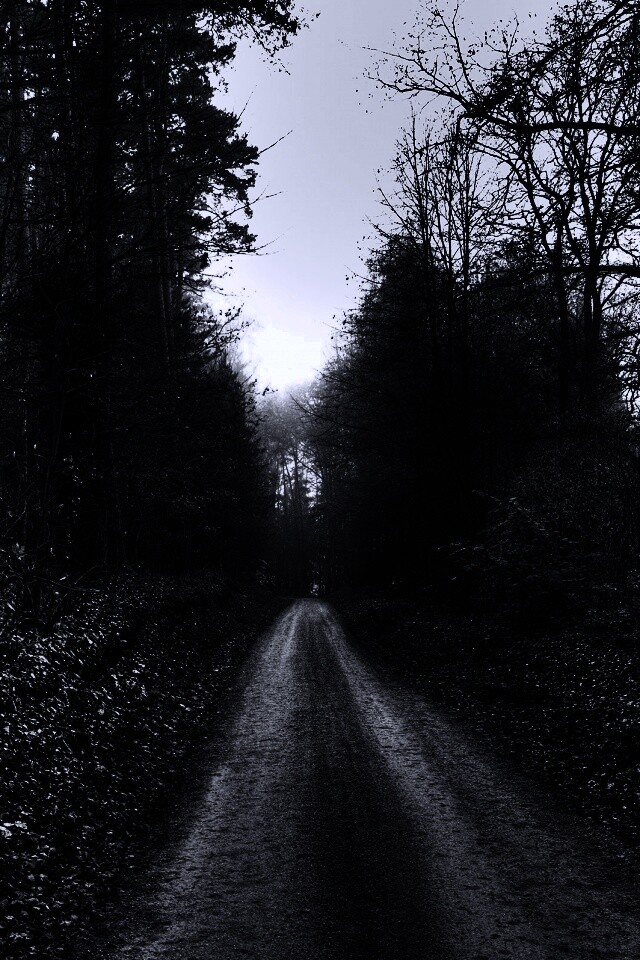 Лесная дорога обои