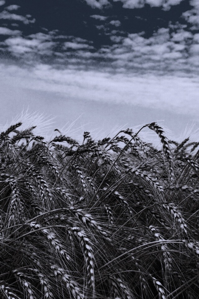 Колосья в поле обои