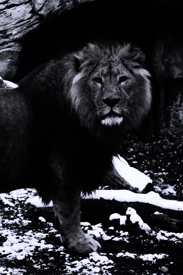 Красивый лев в лесу обои