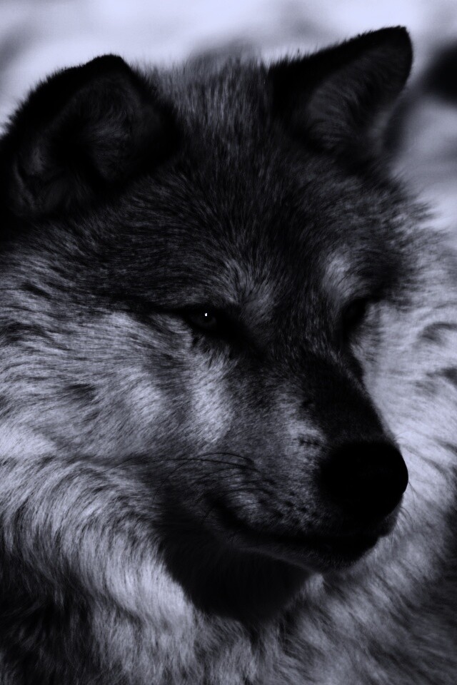 Лайка на снегу обои