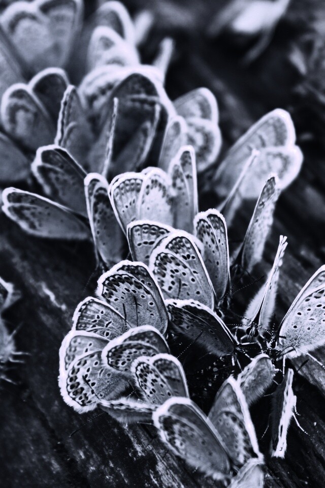 Голубые бабочки обои