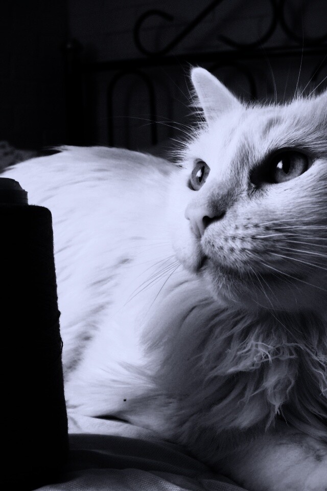 Белый кот с катушкой ниток обои