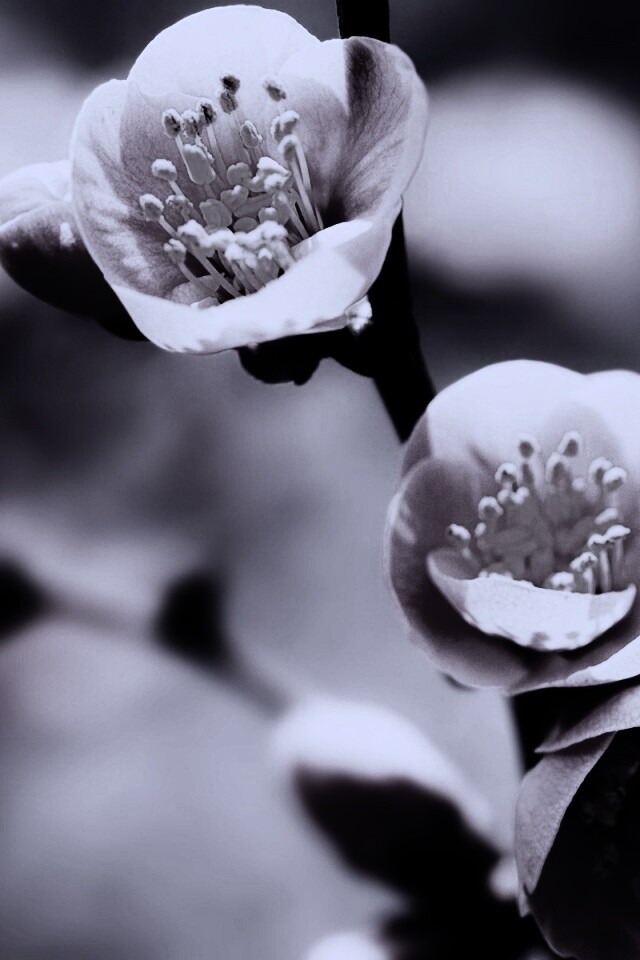 Великолепный цветок обои