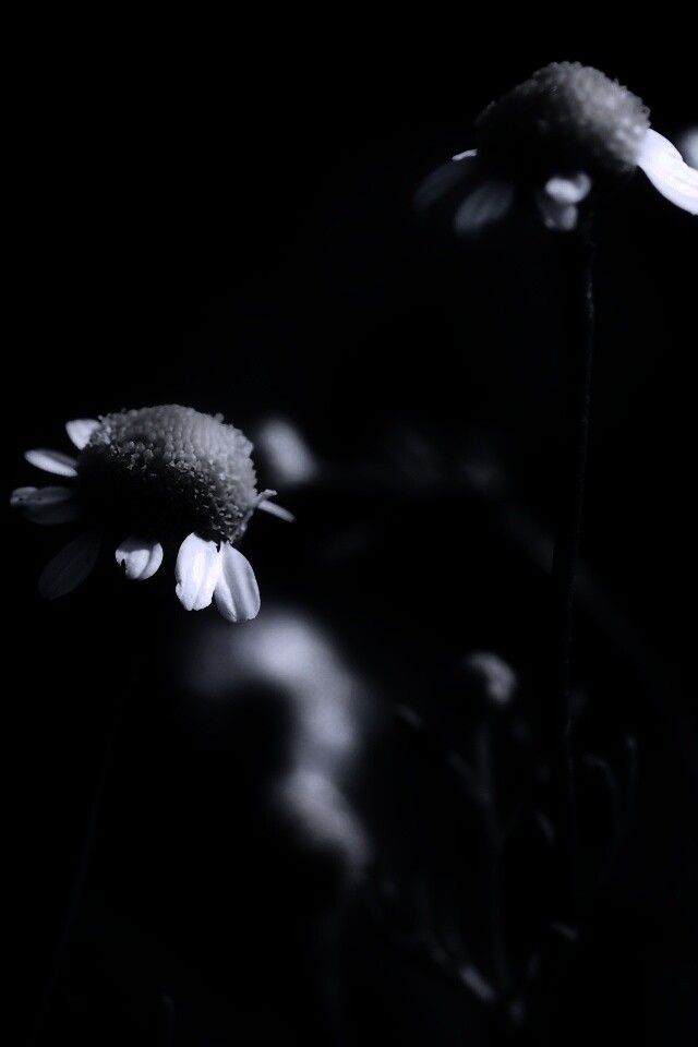 Стремный лепестун обои