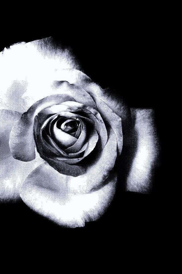 Черно-белая роза обои