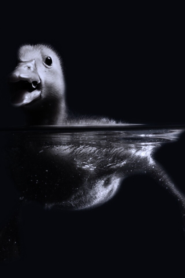 Утёнок в воде обои