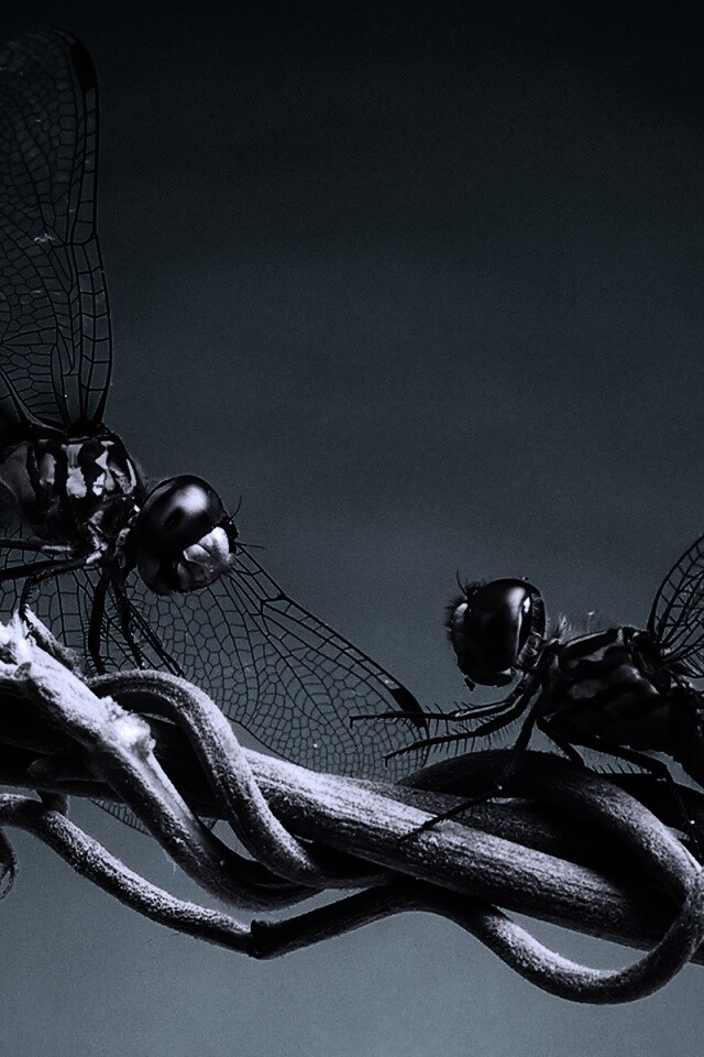 Две стрекозы обои