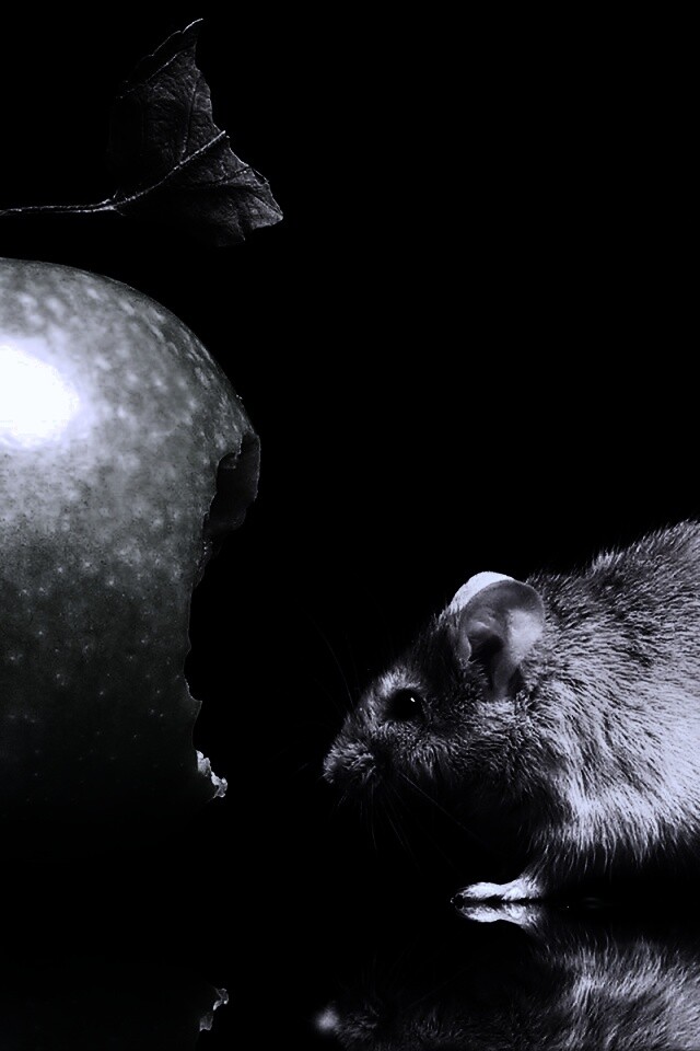 Мышь надкусила яблоко обои