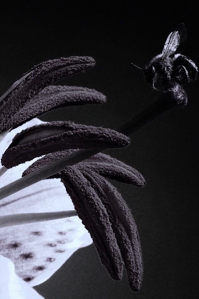 Трудолюбивая пчела на прекрасном цветке обои