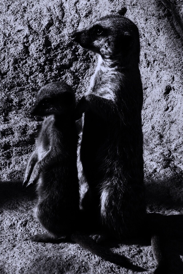 Сурикаты на страже отчизны обои