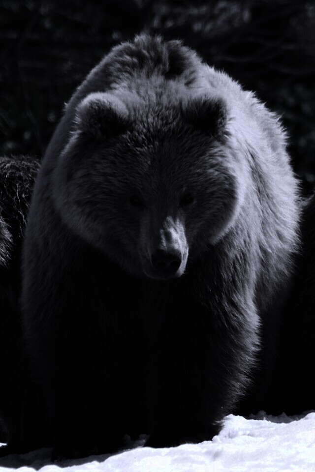 Три медведя обои