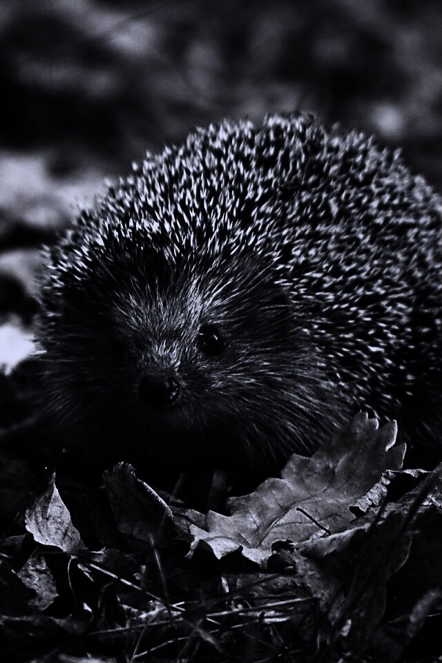 Ежик в осенней листве обои