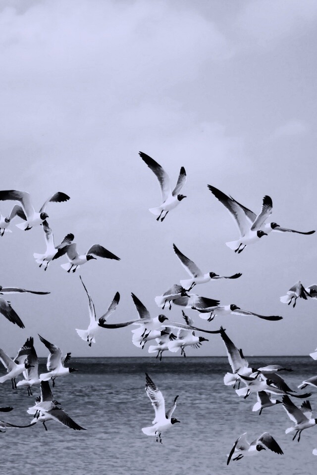 Стая взлетающих чаек обои