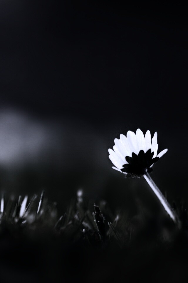 Цветок на траве обои