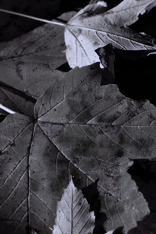 Осенние листья обои