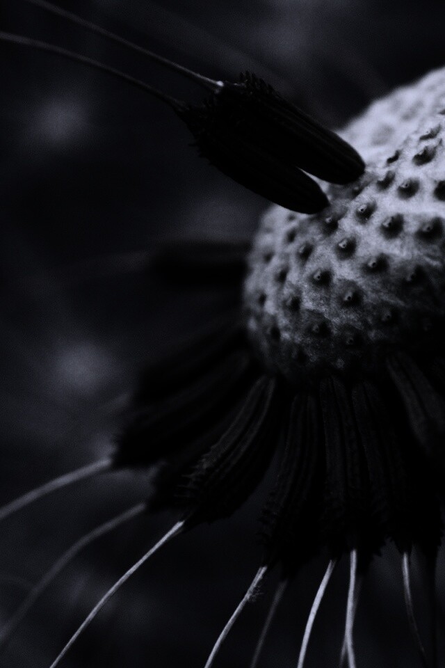 Лысеющий одуванчик обои