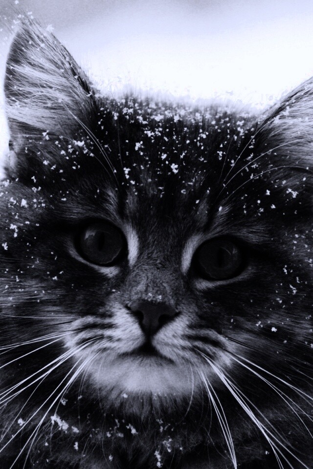 Кот в снегу обои