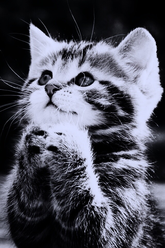 Непередаваемо прелестный котенок сложил лапки обои